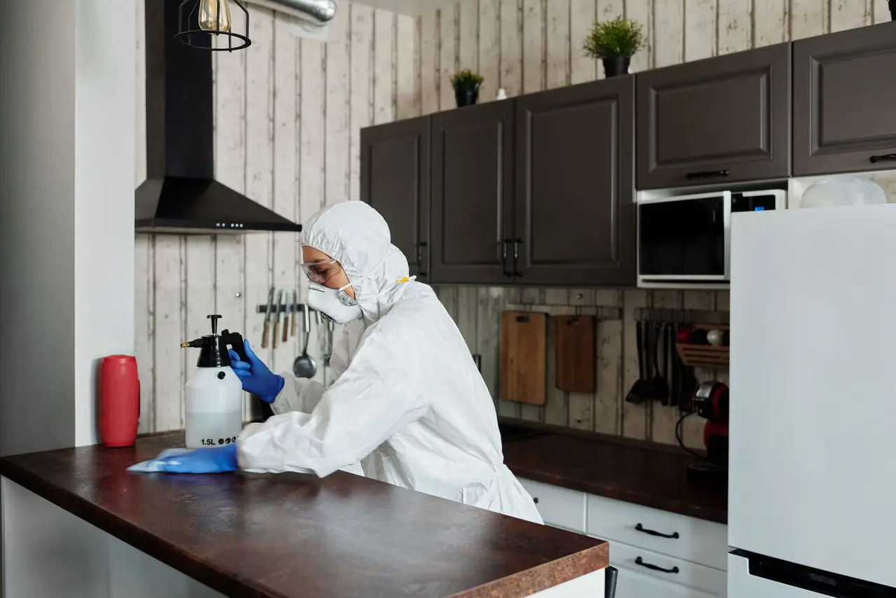 Attic Disinfection After Rodent Infestation